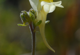 Linaria supina, Linaire couchée