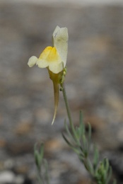 Linaria supina, Linaire couchée