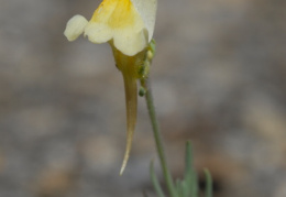 Linaria supina, Linaire couchée