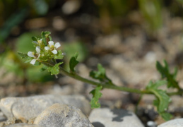 Sisymbrium supinum, Sisymbre couché