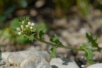 Sisymbrium supinum, Sisymbre couché