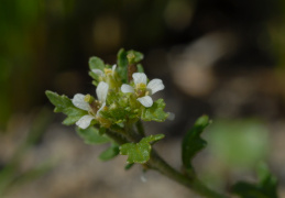 Sisymbrium supinum, Sisymbre couché