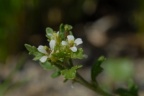 Sisymbrium supinum, Sisymbre couché