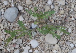 Sisymbrium supinum, Sisymbre couché