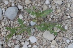 Sisymbrium supinum, Sisymbre couché