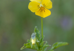 Viola saxatilis