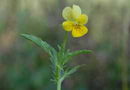 Viola saxatilis