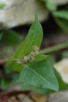 Atriplex prostrata, Arroche couchée