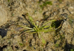 Limosella aquatica, Limoselle aquatique