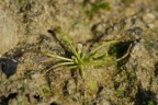 Limosella aquatica, Limoselle aquatique