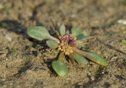 Chenopodium rubrum, Chénopode rouge