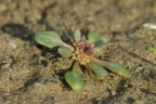 Chenopodium rubrum, Chénopode rouge