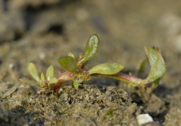 Chenopodium glaucum, Chénopode glauque