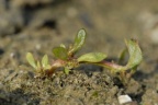 Chenopodium glaucum, Chénopode glauque