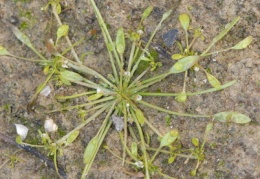 Limosella aquatica, Limoselle aquatique