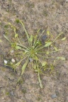 Limosella aquatica, Limoselle aquatique