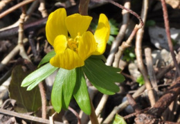 Eranthis hyemalis, Éranthe d'hiver