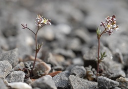 Hornungia petraea, Hornungie des pierres