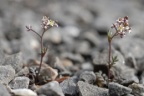 Hornungia petraea, Hornungie des pierres
