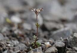 Hornungia petraea, Hornungie des pierres