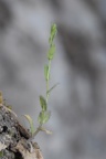 Arabis auriculata, Arabette auriculée