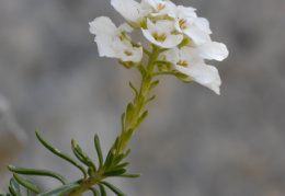 Iberis saxatilis, Ibéris des rochers