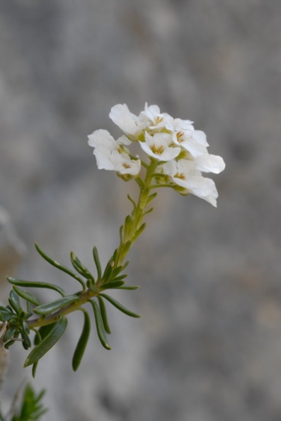 20100427_114006_pont-de-roide.jpg