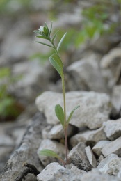 Buglossoides arvensis, Grémil des champs