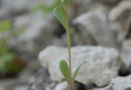Buglossoides arvensis, Grémil des champs