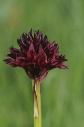 Nigritella austriaca, Nigritelle d'Autriche