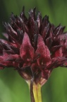 Nigritella austriaca, Nigritelle d'Autriche