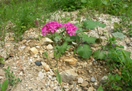 Silene armeria, Silène arméria