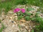 Silene armeria, Silène arméria
