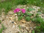 Silene armeria, Silène arméria