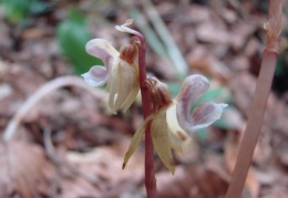 Epipogium aphyllum, Epipogon sans feuilles