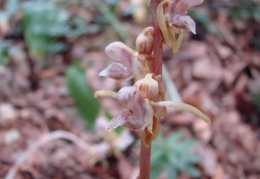 Epipogium aphyllum, Epipogon sans feuilles