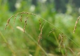 Glyceria striata, Glycérie striée