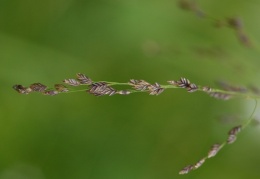 Glyceria striata, Glycérie striée