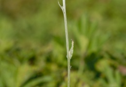 Gnaphalium luteoalbum, Gnaphale blanc jaunâtre