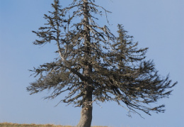 Picea abies, Épicéa