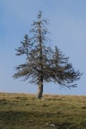 Picea abies, Épicéa