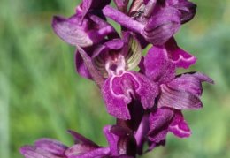 Orchis morio, Orchis bouffon