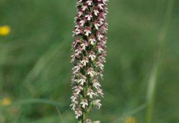 Orchis ustulata, Orchis brûlé