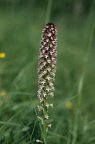 Orchis ustulata, Orchis brûlé