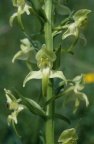 Platanthera chlorantha, Platanthère à fleurs verdâtres