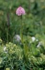 Traunsteinera globosa, Orchis globuleux