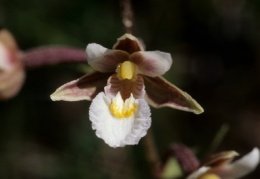 Epipactis palustris, Épipactis des marais