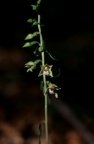Epipactis leptochila, Épipactis à labelle étroit