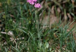 Primula farinosa, Primevère farineuse