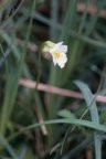 Pinguicula alpina, Grassette des Alpes